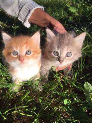 Котята сибирские в Владимире фото 3