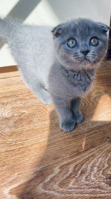 Котики скоттиш фолд и скоттиш страйт