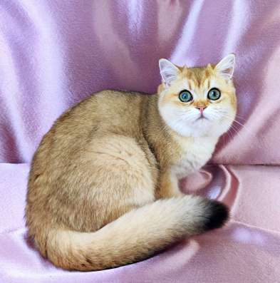 Golden Shorthair фото 10