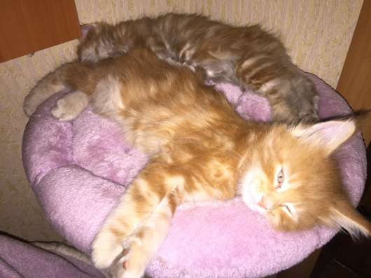 Котята Мейн кун в Волгограде фото 3