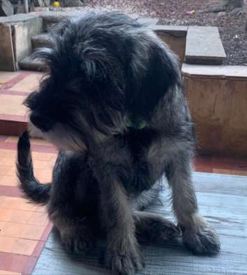Щенки Миттельшнауцера - Mittelschnauzer фото 4