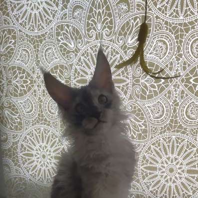 Котята Мейн кун в Тольятти фото 3