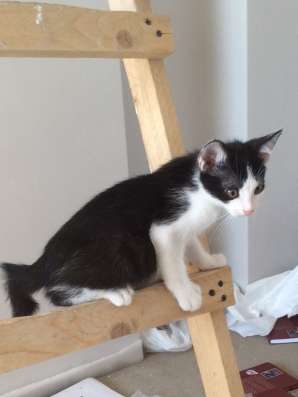 Котенок ищет дом