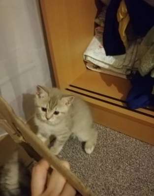 Котята Шотландские! в Балашихе фото 8
