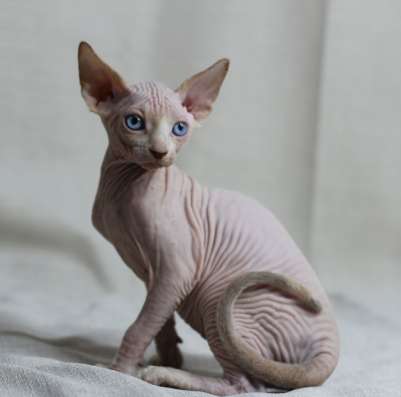 Котята канадского сфинкса фото 3