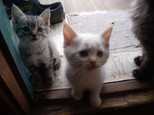 Котята в добрые руки в Москве