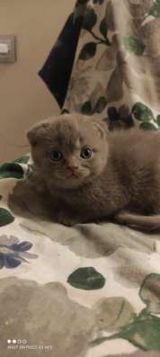 Шотландские котята фото 7