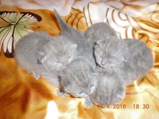 Вязка с опытным котом в Одинцово