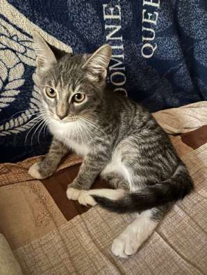 Котенок в добрые руки в Рязани фото 3