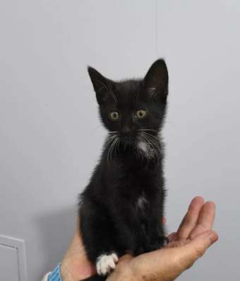 котенок