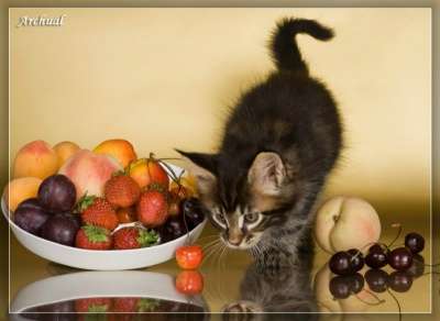 Чистокровные котята Мейн кун в Перми фото 3