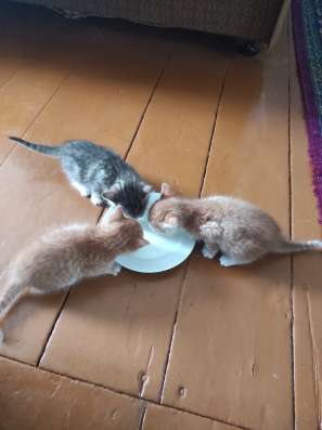 Здравствуйте. Срочно!!! Котята даром фото 3