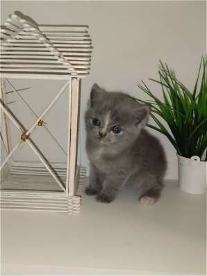 Шотландские котята фото 10