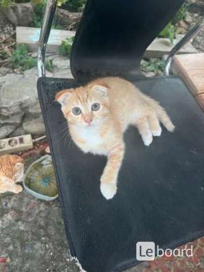 Вислоухие котята