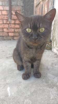 котята ищут дом в Геленджике