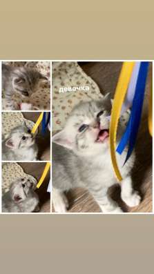 Шотландские котята в Курске фото 4