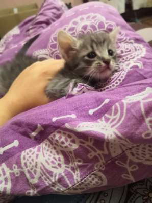 Срочно отдам котят в уфе