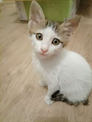 Котенок ещет дом!
