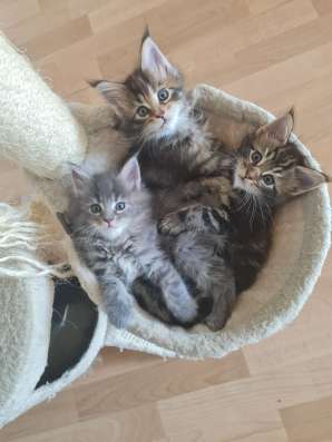 Продам котят Мейн Кун фото 9