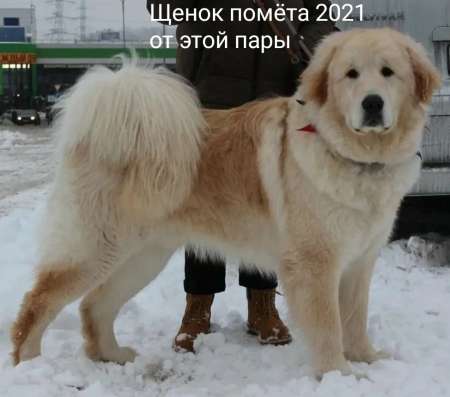 Белый Монгольский банхар. Монгольская овчарка в Томске фото 9