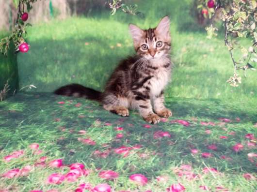 Сибирские котята в Апрелевке фото 7