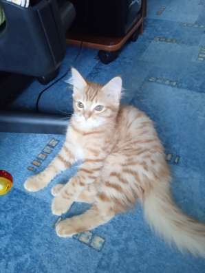 Рыжий кот в Соликамске