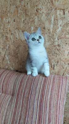 Шикарный мраморный котик в Москве