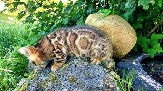 Бенгальские котята в Котласе фото 3