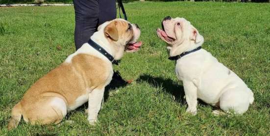 Englische Bulldogge фото 3