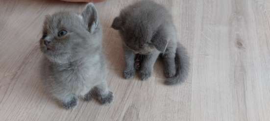 Котята шотландские фото 5
