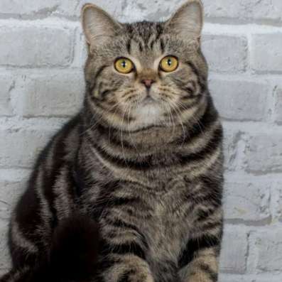 Шотландский кот чёрный мрамор