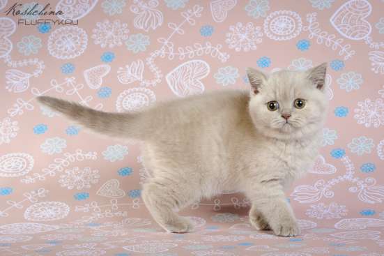 Британский котенок(кошечка) в Москве фото 3