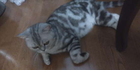 Продам шотландскую кошку в Орске фото 3