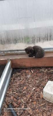 Котята в хорошие руки в Липецке