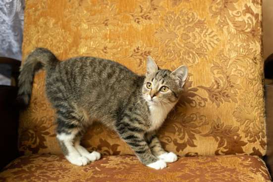 Кошечка Лизонька ищет дом! фото 5