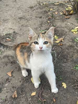 Отдам котят бесплатно СРОЧНО