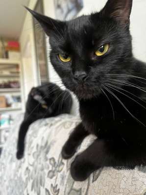 кошка
