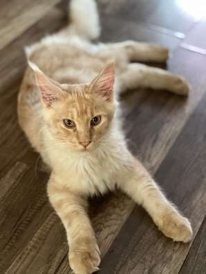 Maine Coon kittens. Home nursery