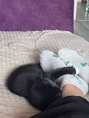 котенок в Тюмени фото 3
