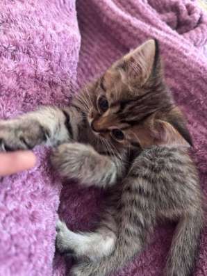 Отдам котенка только в добрые руки! в Махачкале