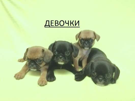 Уникальный микс Мопс+Кинг 1,5мес в Москве фото 7