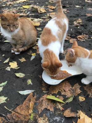 Котятам нужен дом