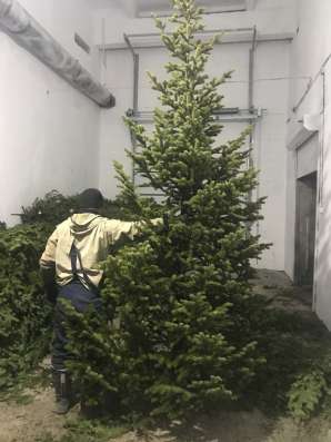 Новогодние пихты