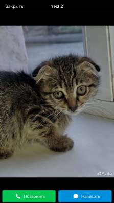 Вислоухий котенок в Грозном