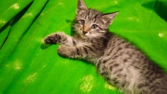 Отдам котёнка (девочка) в добрые руки