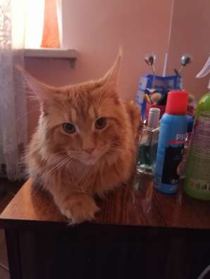 Котята породы Европейский Мейн-кун в Белгороде фото 3