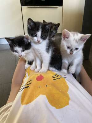 Отдам котят в добрые руки