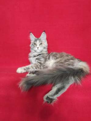 Котики мей-кун из питомника в Владимире фото 13