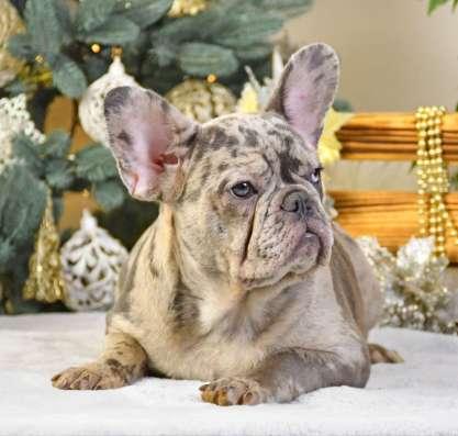 French bulldog