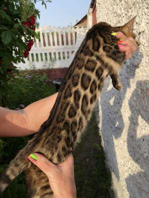 Бенгальские котята